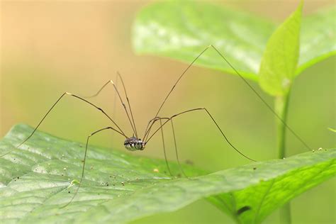  Phalangium! Den fascinerande spindeln som egentligen inte är en spindel - hur lever den i symbios med naturen?