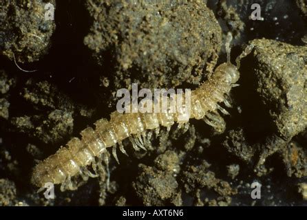 Polydesmus - En fantasifull och snäll varelse som kryper omkring i skogen och sprider glädje med sina många ben!