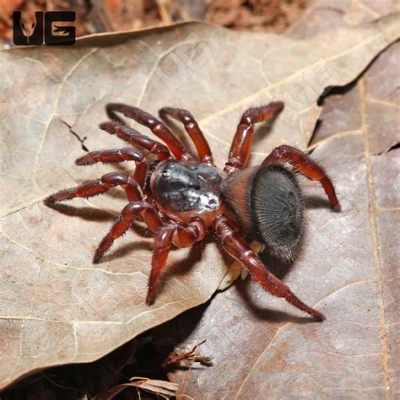   Queensland Trapdoor Spider -  En underjordisk bohemisk arkitekt med ett hem som passar perfekt för en återhållsam introverte!